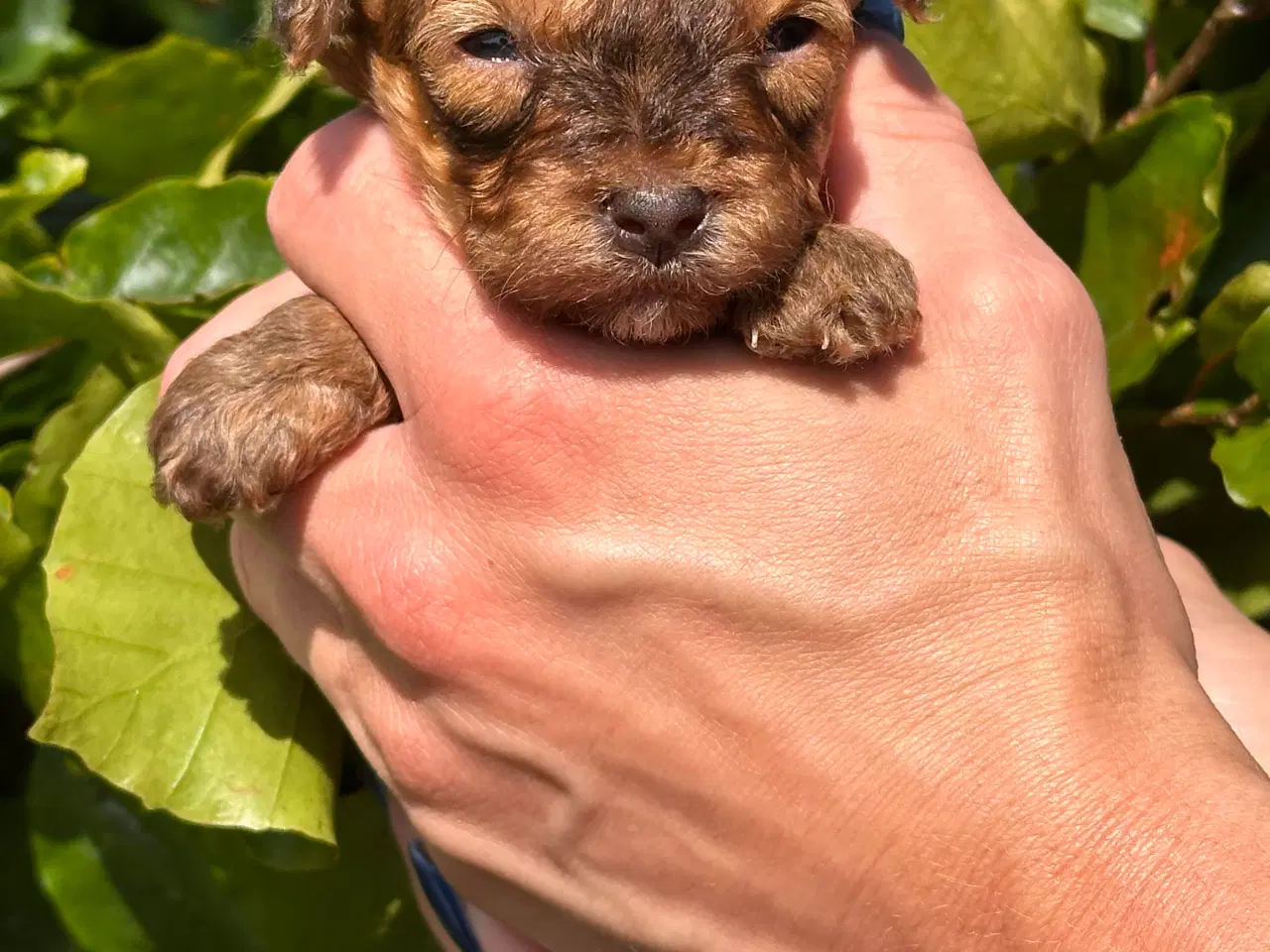 Billede 7 - Skønne Maltipoo - rejseklar uge 30