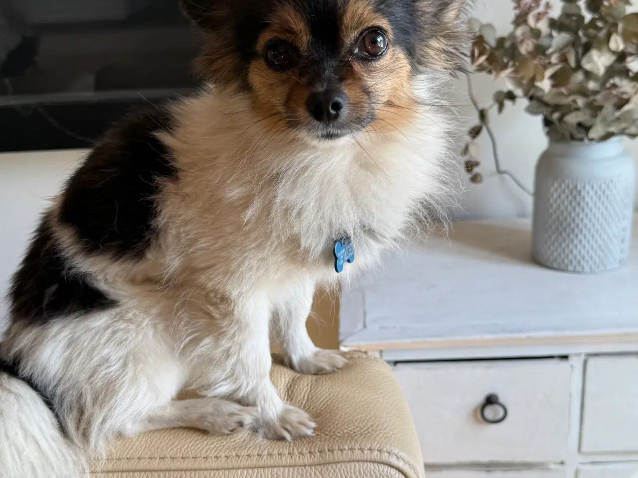 Billede 5 - Chihuahua hvalpe 
