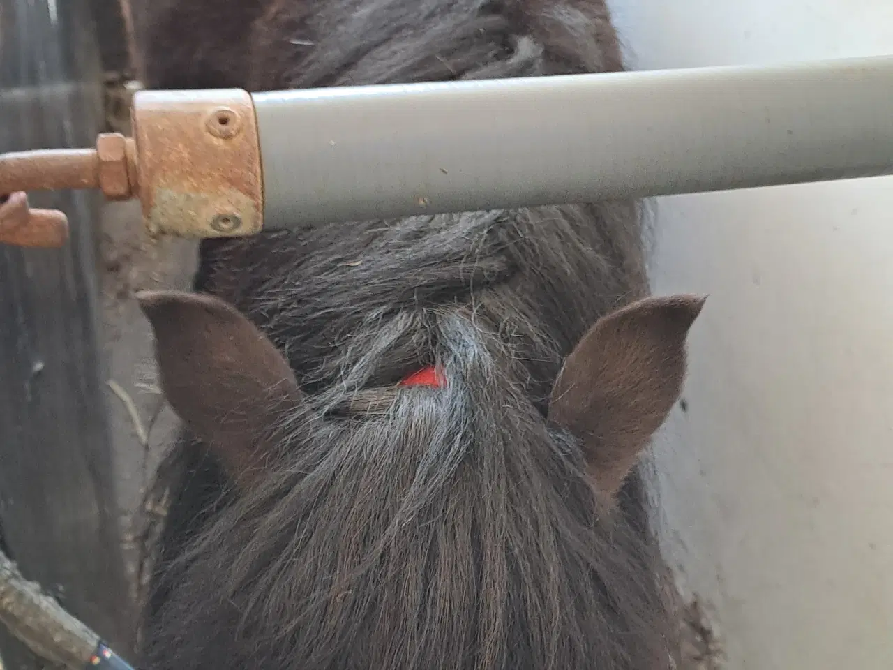 Billede 2 - verdens bedste børne pony