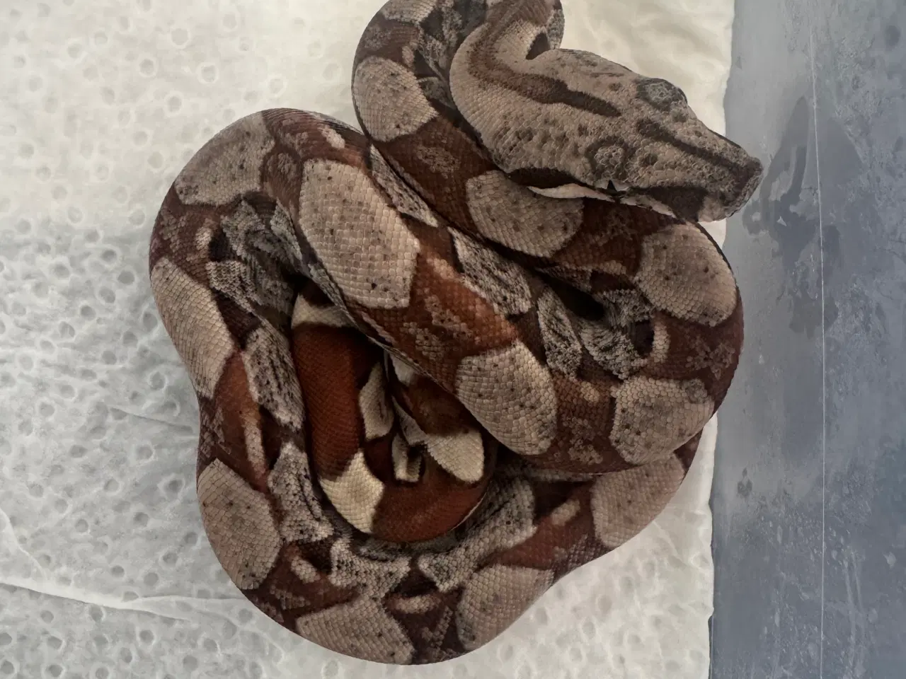 Billede 6 - Boa constrictor 