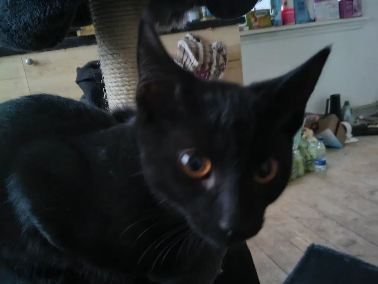 Billede 1 - En hankiling på 5månder der giver gratis 