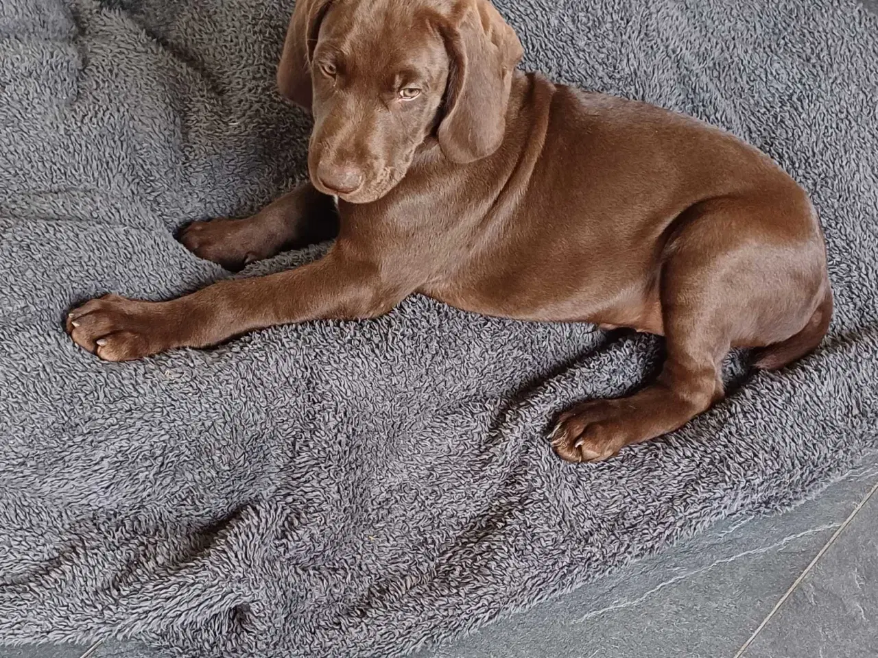 Billede 20 - Tysk korthhåret hønsehund