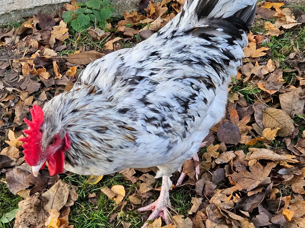 Billede 3 - Smukke sunde haner