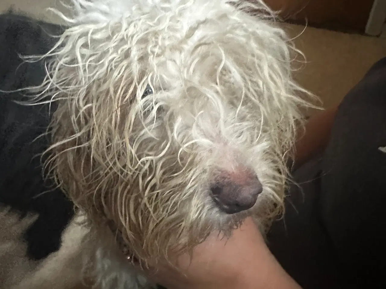 Billede 4 - Cockerpoo 