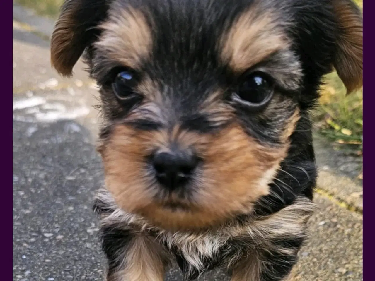 Billede 15 - 4 Yorkshire terrier hvalpe søgør kærlige hjem