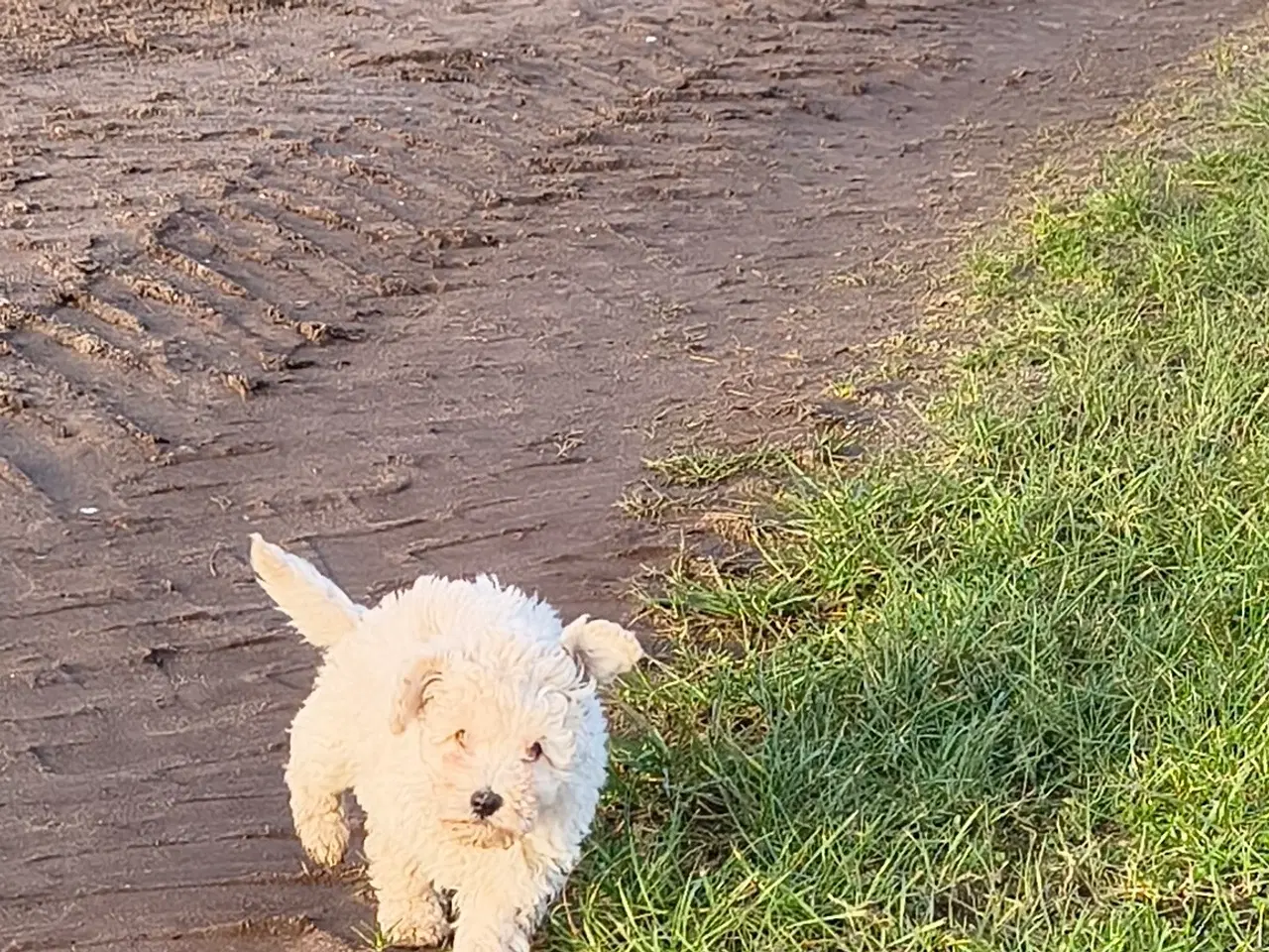 Billede 2 - Mellem puddeler