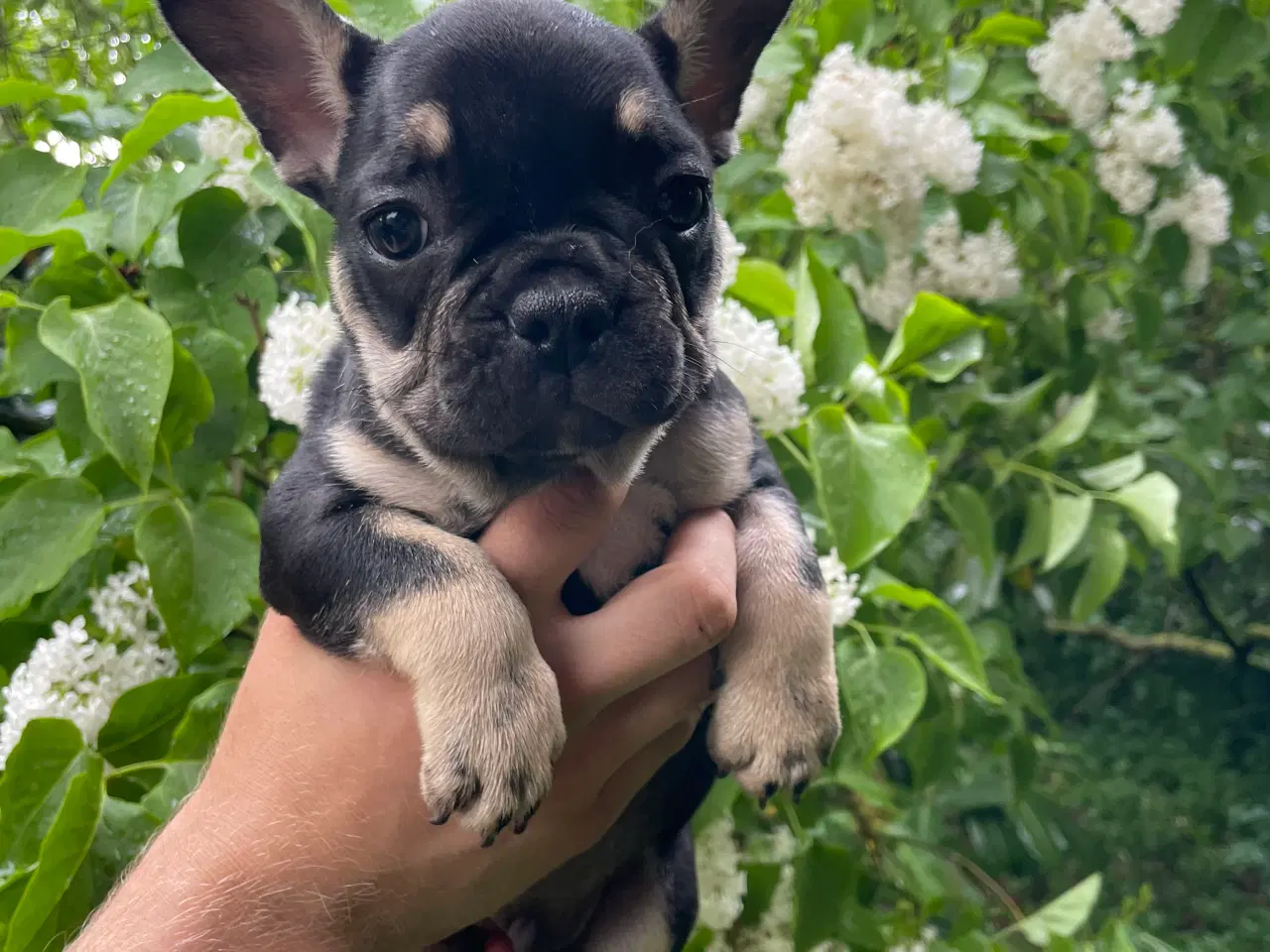 Billede 7 - Franske bulldog hvalpe rejseklare NU