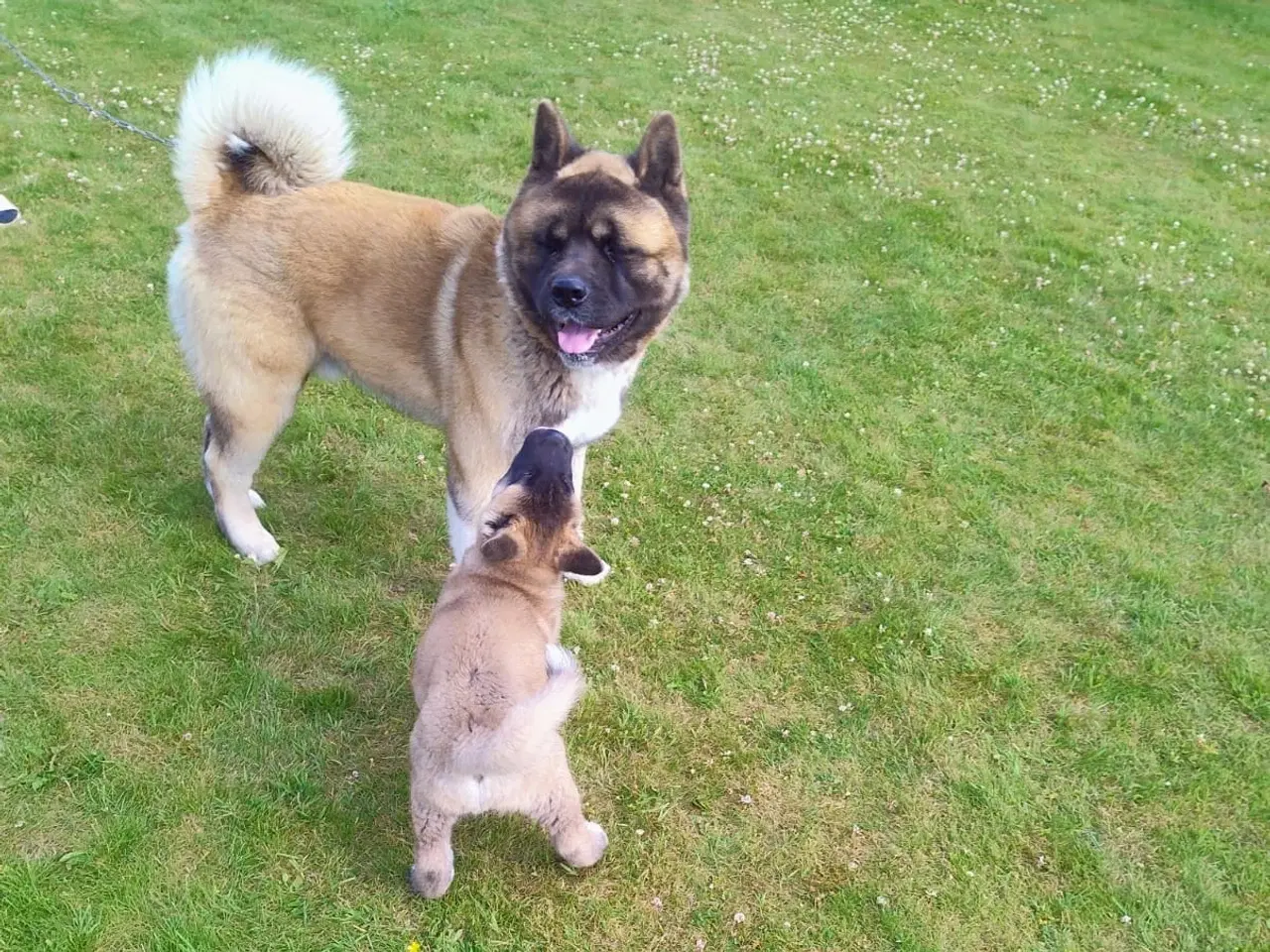 Billede 10 - Dreng hundehvalp Akita American 