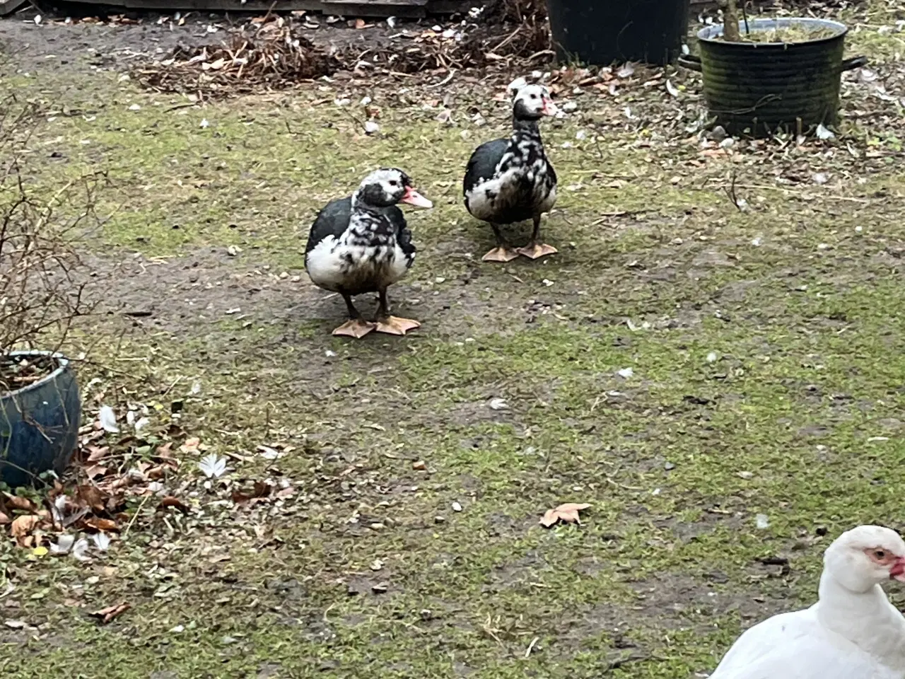 Billede 2 - Moskus ænder