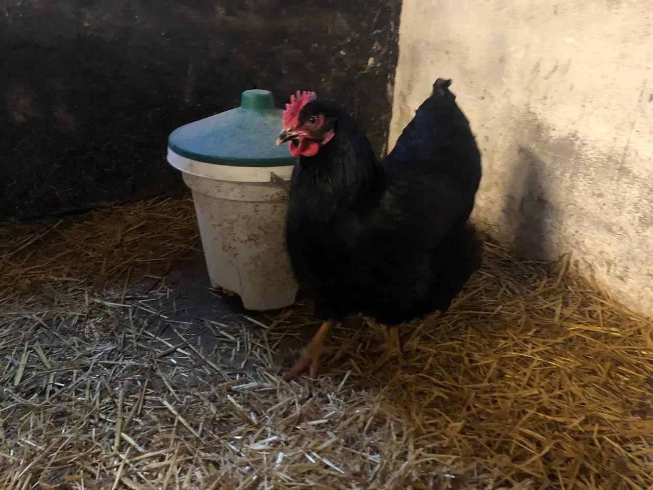 Billede 2 - Tre sorte Plymouth Rock høns sælges