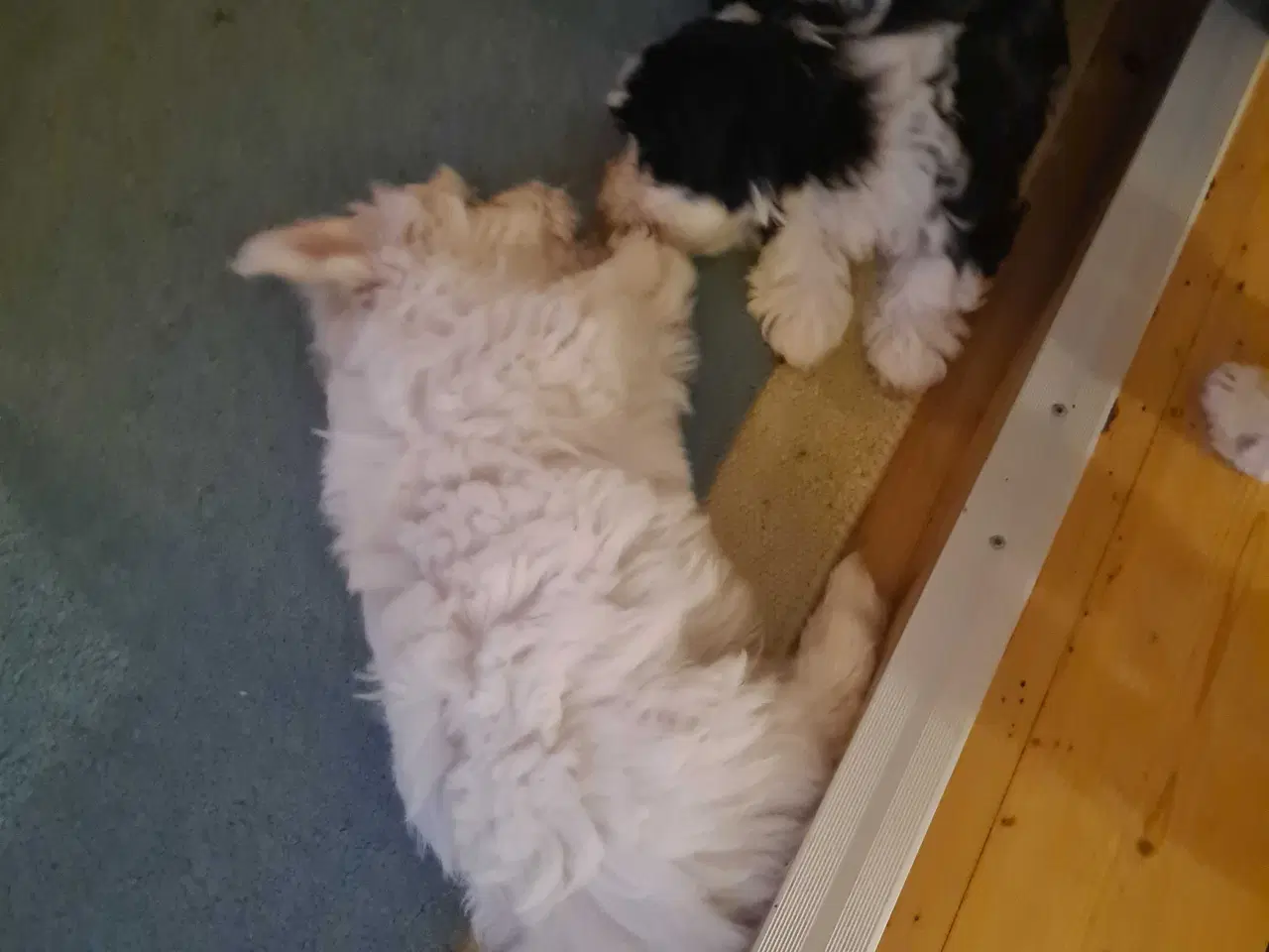 Billede 10 - Bichon havanais hvalp