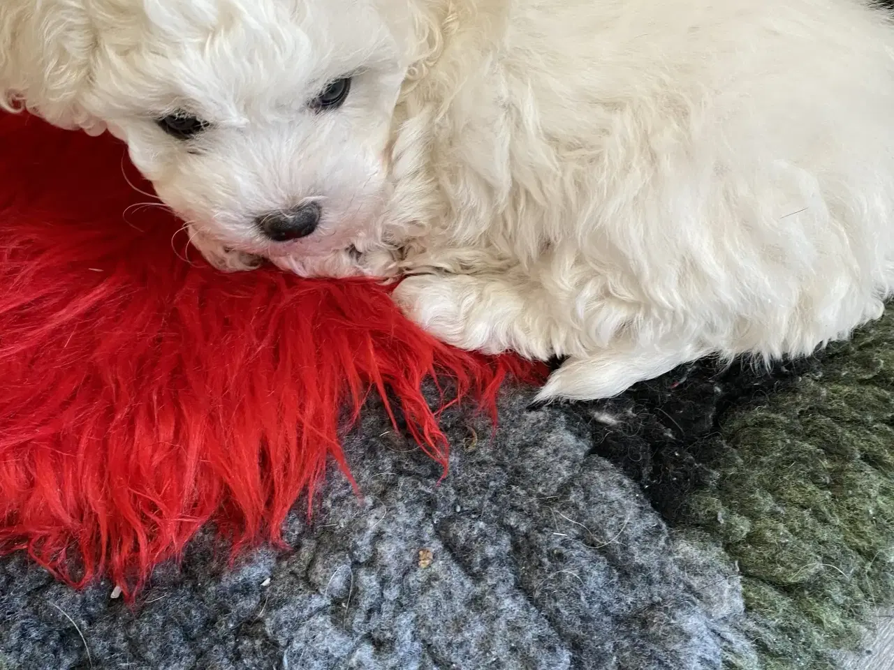 Billede 4 - Hunhund sælges.