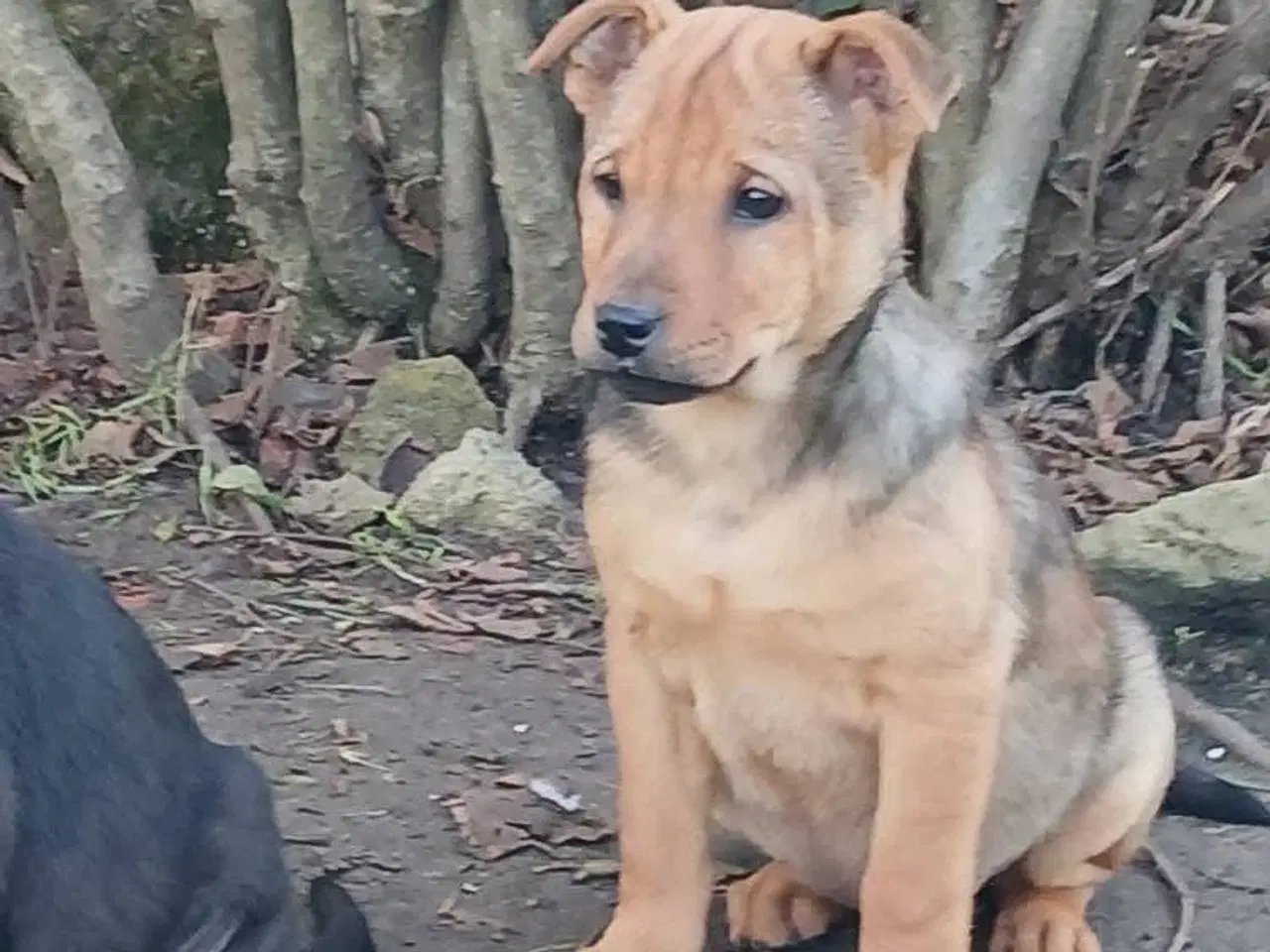 Billede 4 - Lille Dina leder efter sit 4-ever hjem 🏡 💝