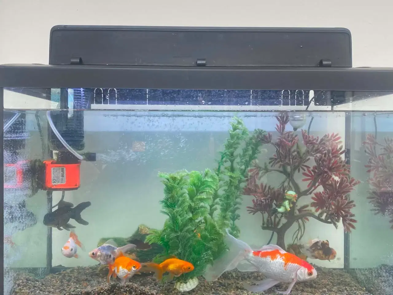 Billede 1 - Akvarium 65l– komplet sæt med fisk og udstyr