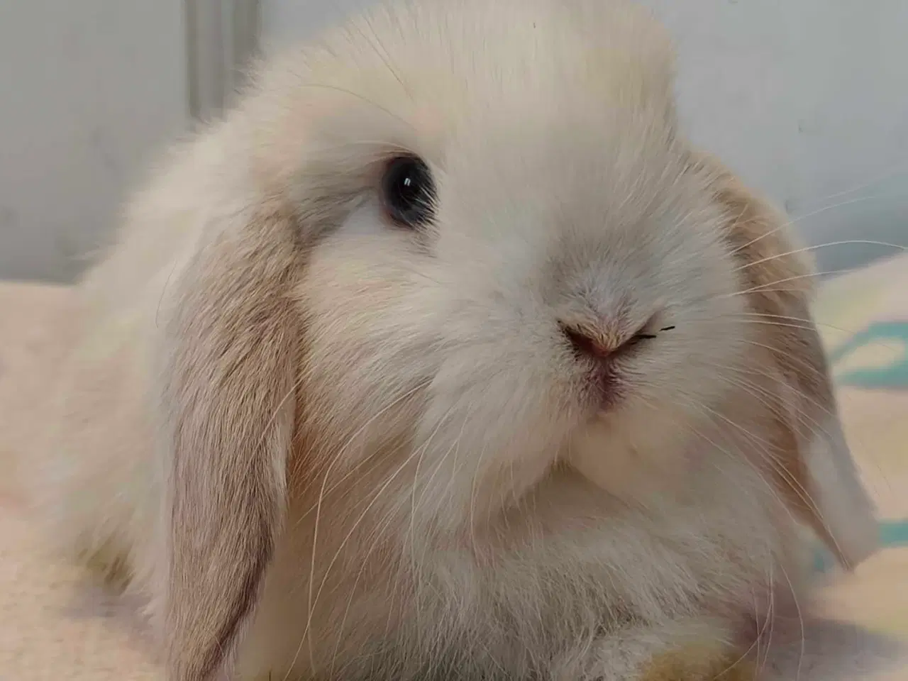 Billede 14 - Minilop