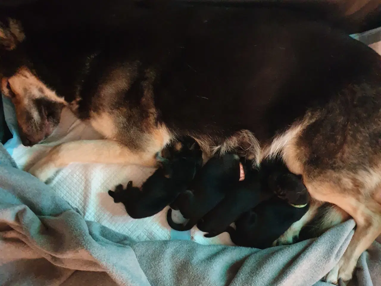 Billede 2 - Schæfer hvalpe