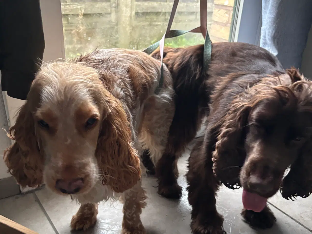 Billede 2 - Hvalpe på vej 