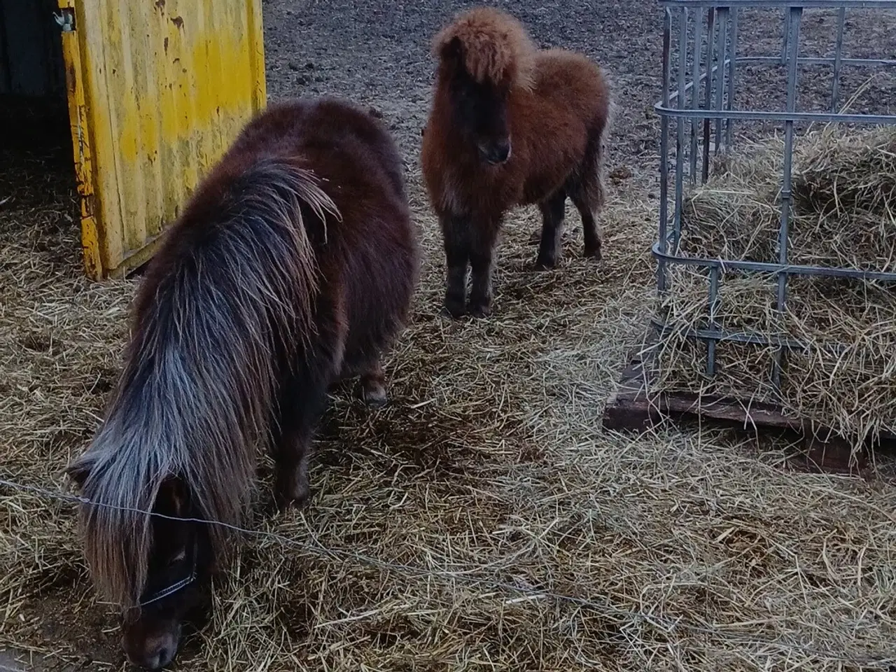 Billede 6 - Ponyer søger nyt hjem.