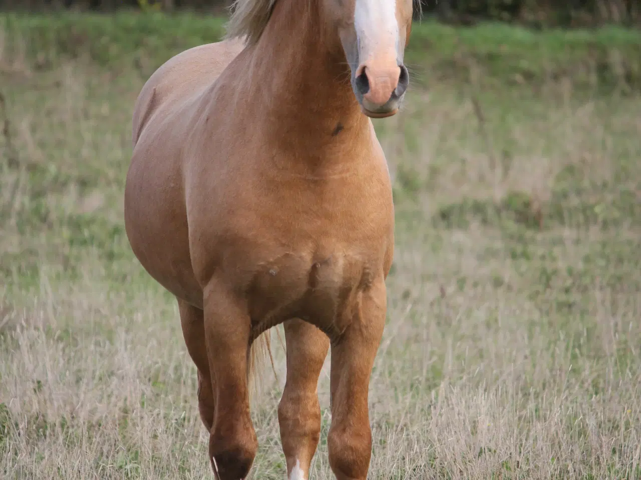 Billede 3 - Welsh Cob avlshingst - Kat 1.