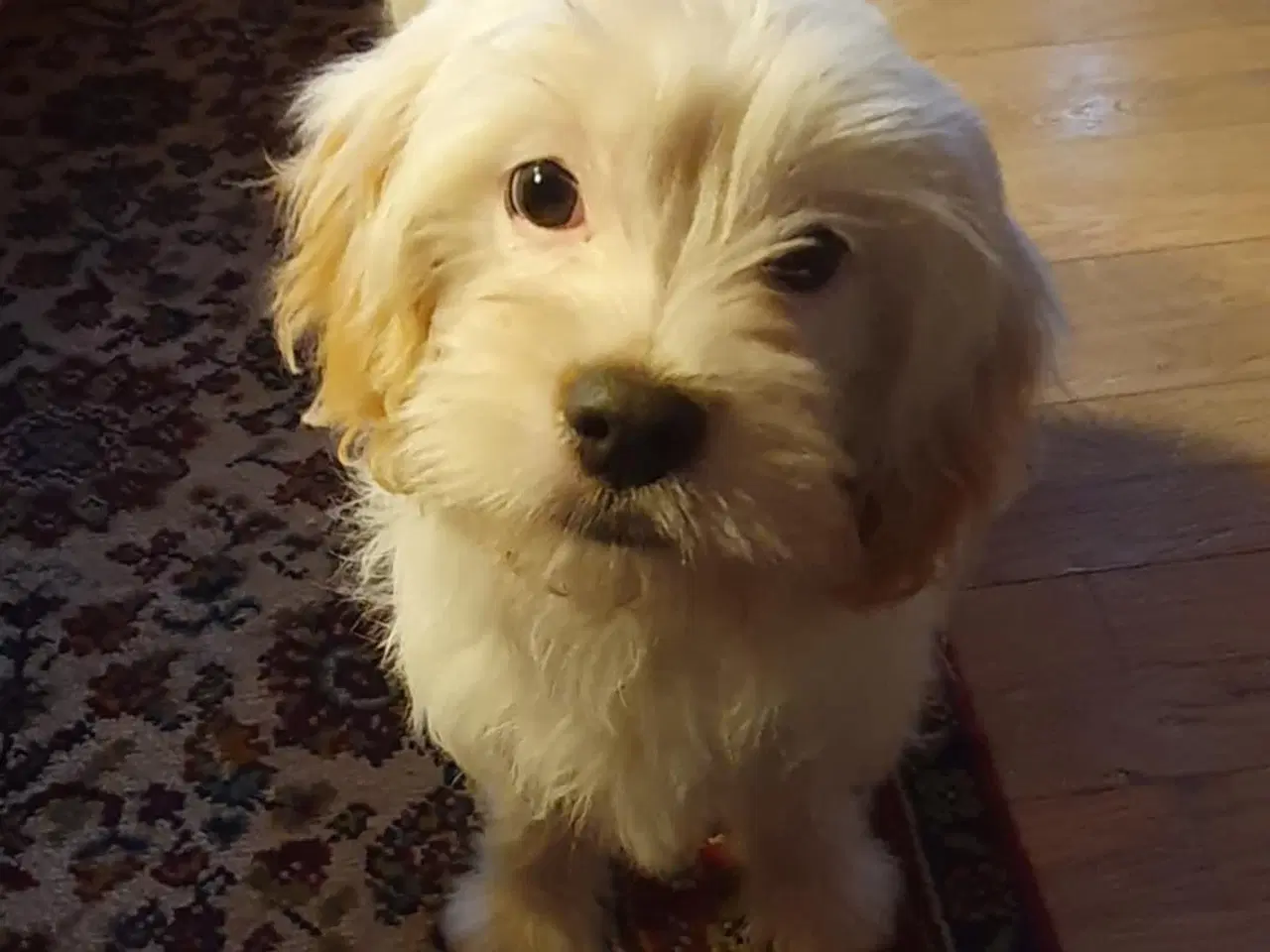 Billede 2 - Hjælp Tove med et nyt hjem