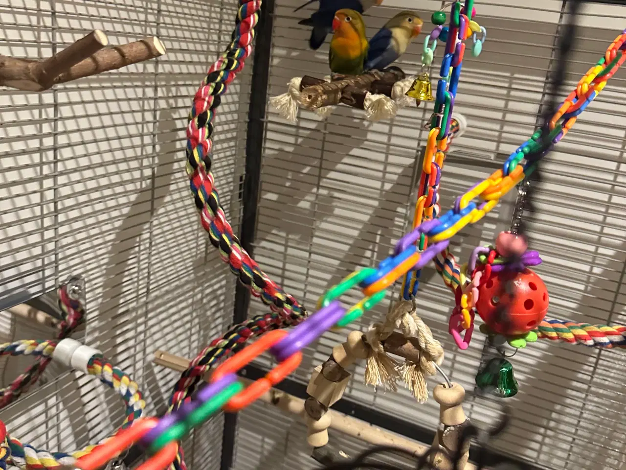 Billede 5 - Dværvpapegøjer