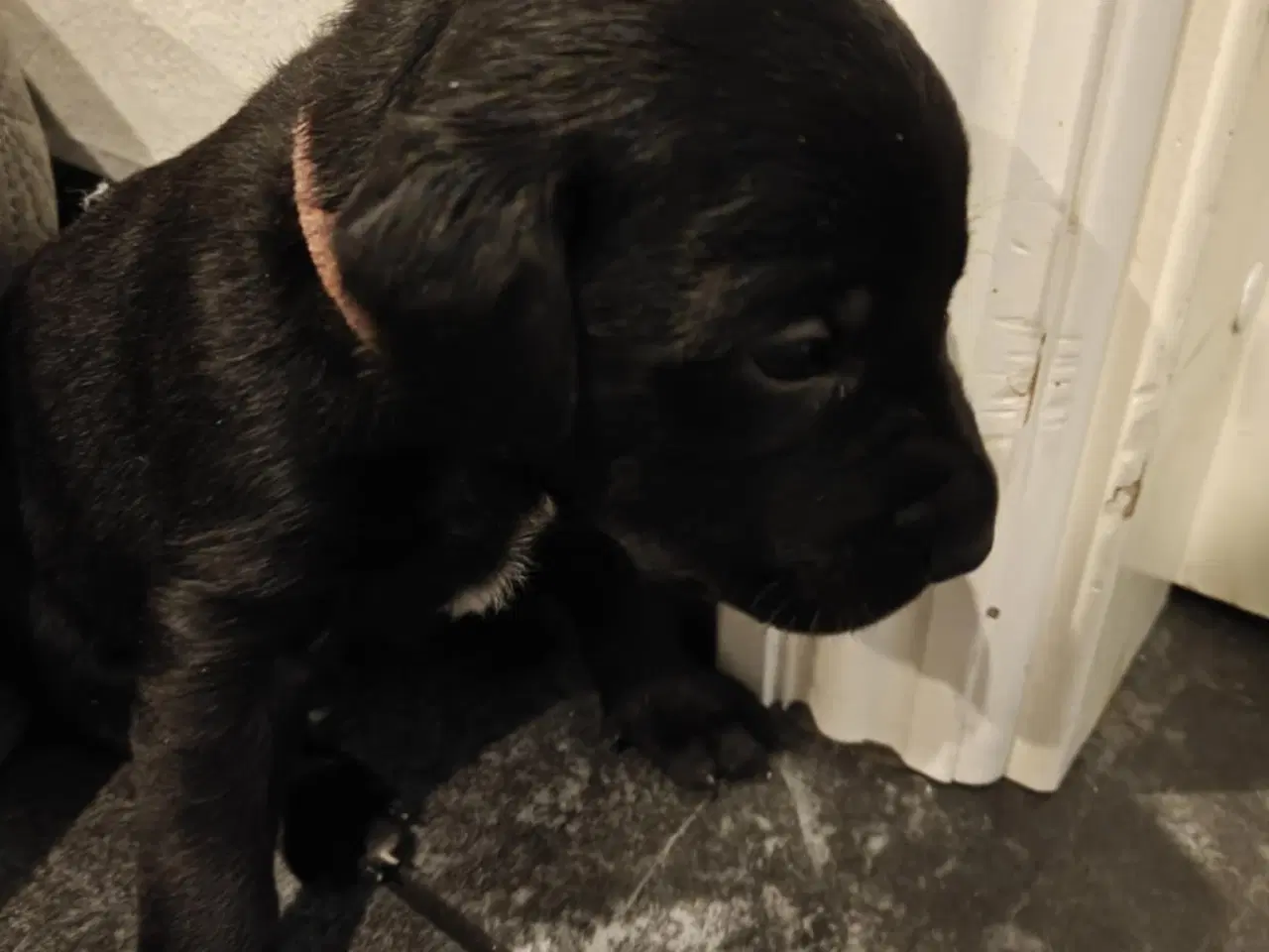 Billede 3 - Labrador blandinger