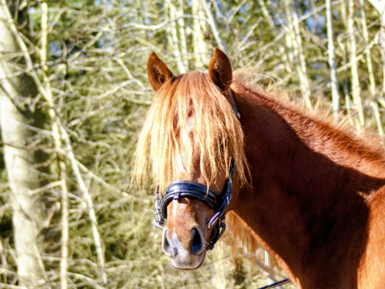 Billede 7 - Dansk Sports pony ( kat 1)