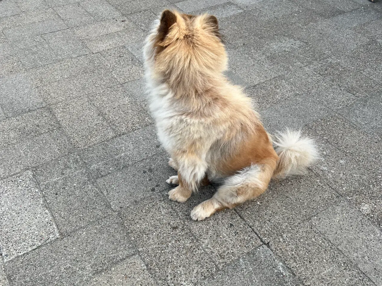 Billede 6 - Chow Chow tæve 