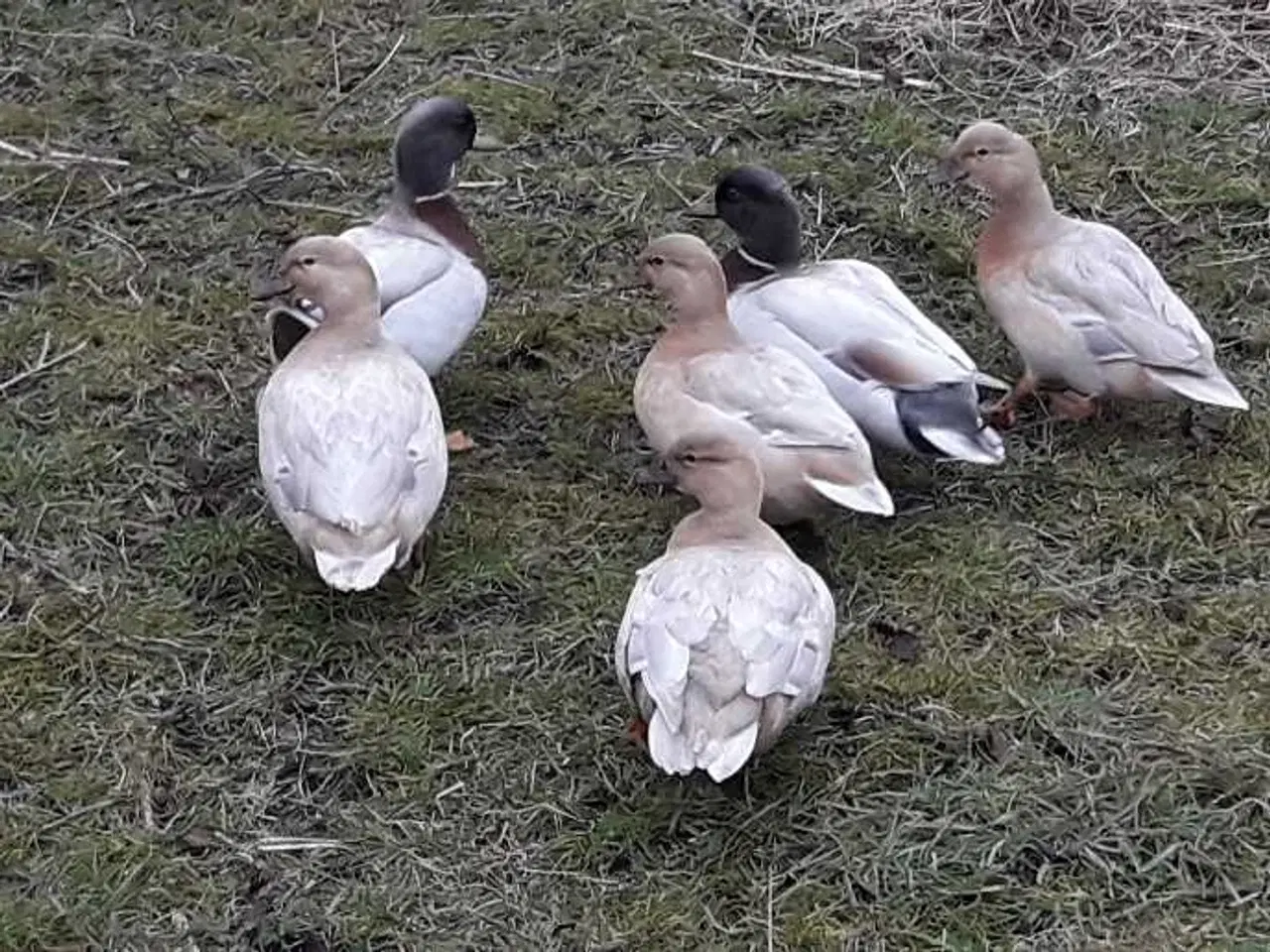 Billede 5 - Blå gule Mignon ænder