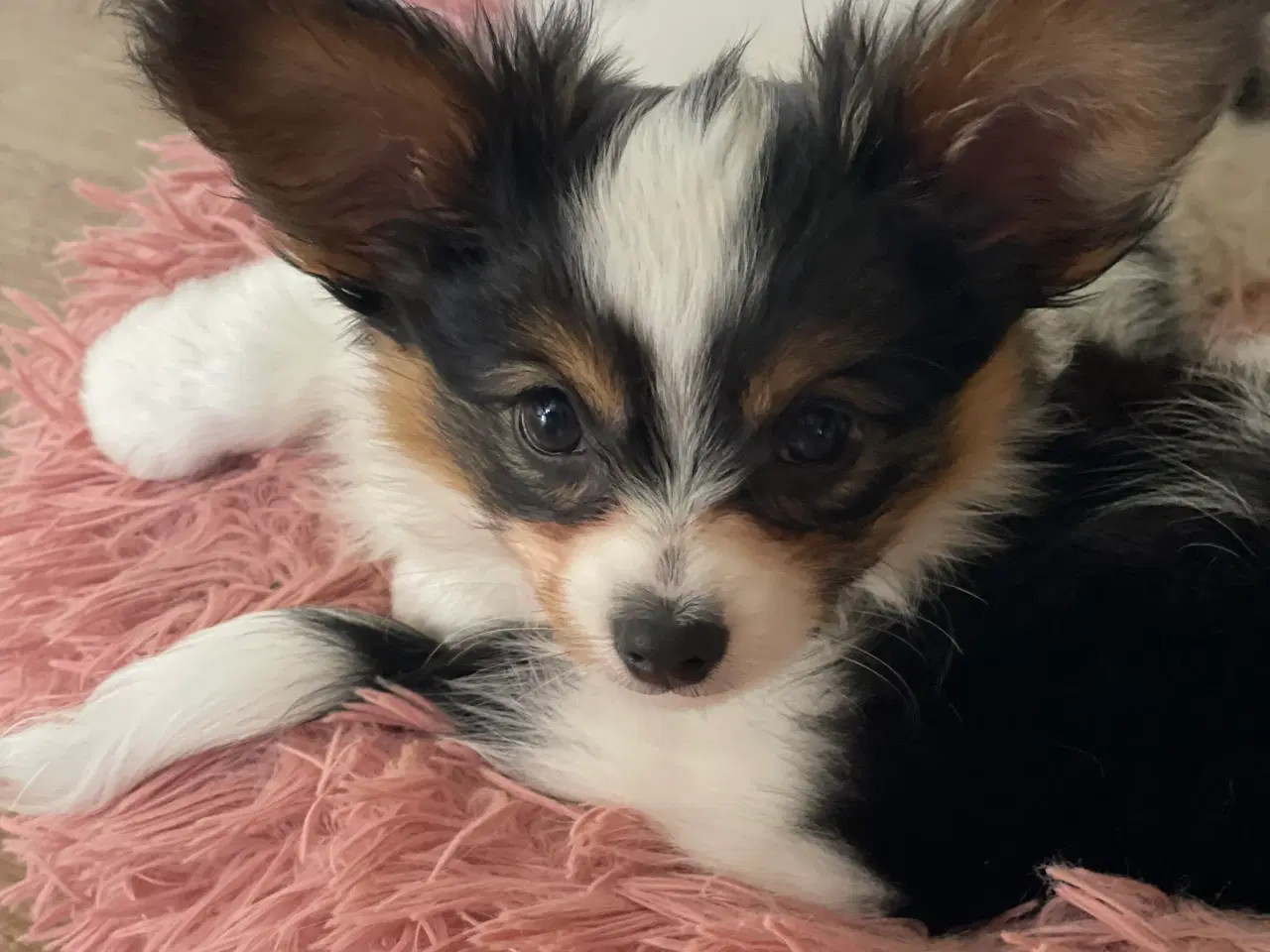 Billede 1 - Hund