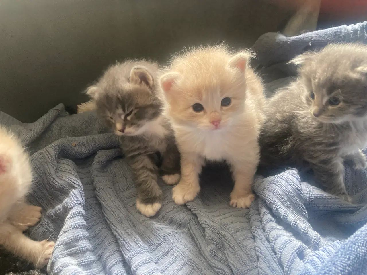 Billede 9 - Maincoon/Ragdoll/BS