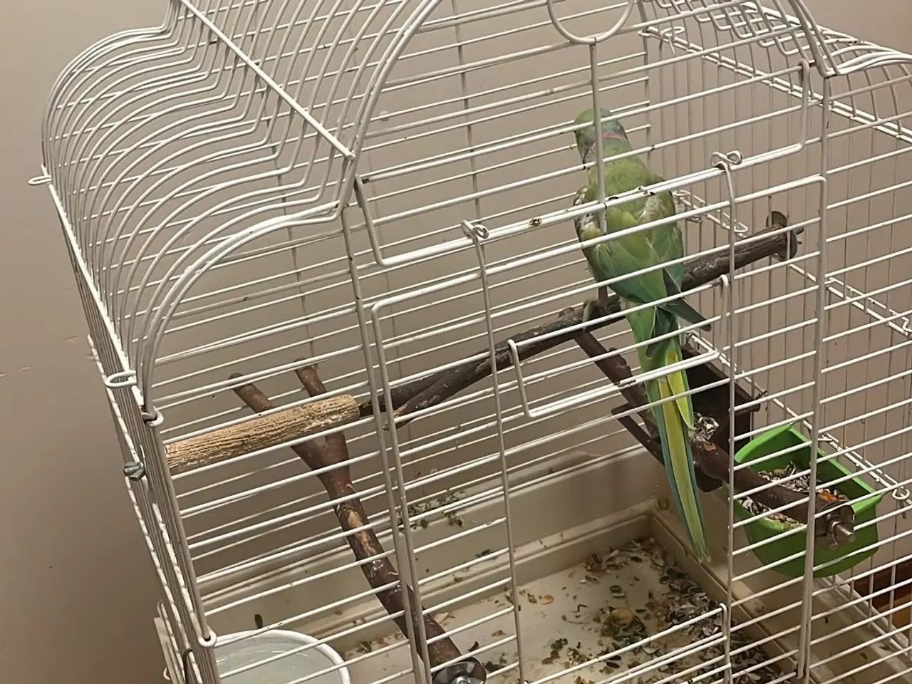 Billede 3 - Alexandra papegøje med bur