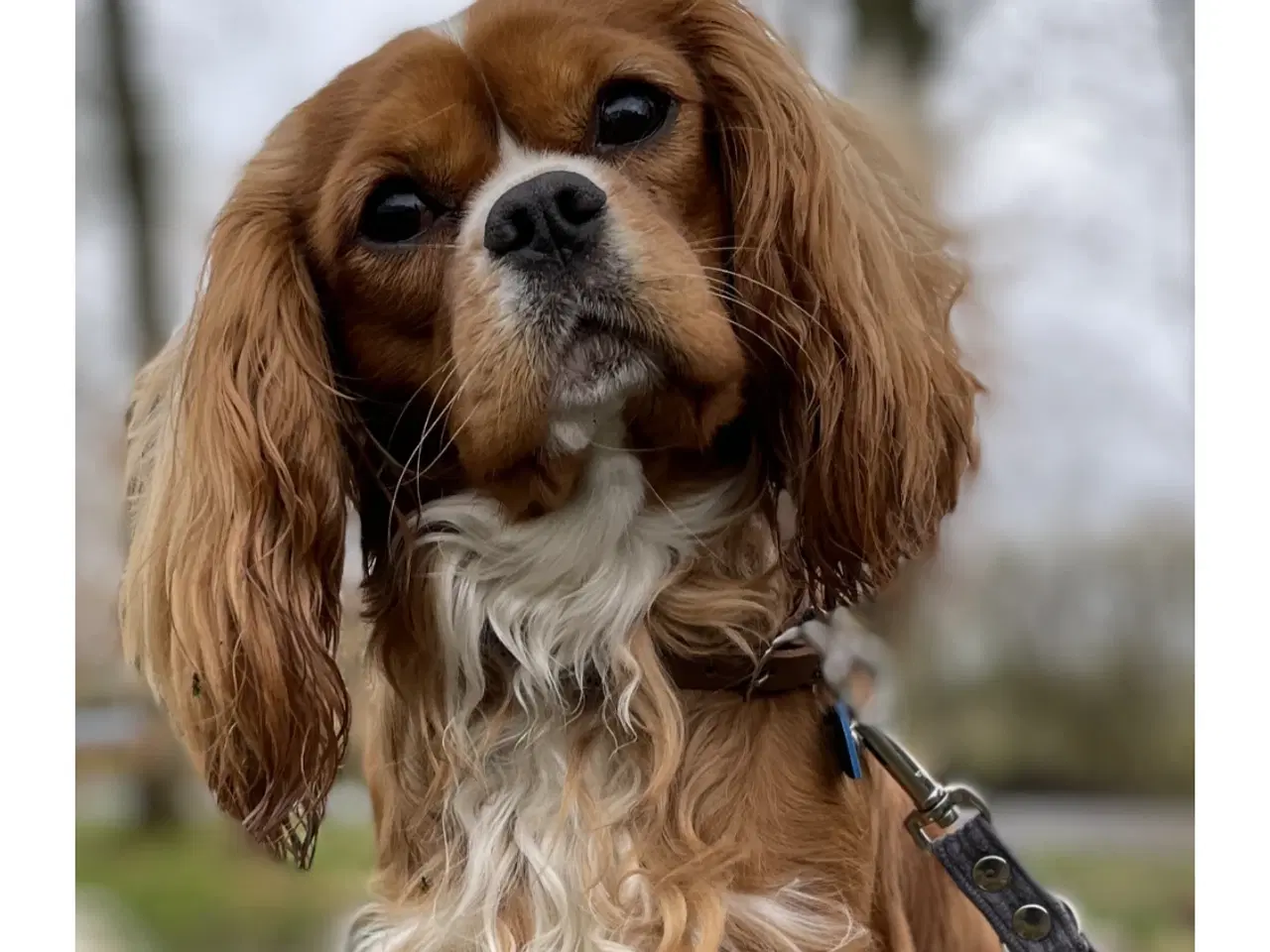 Billede 1 - Cavalier King Charles Avl