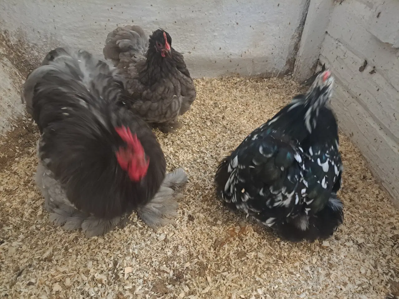 Billede 2 - Dværg kochin 