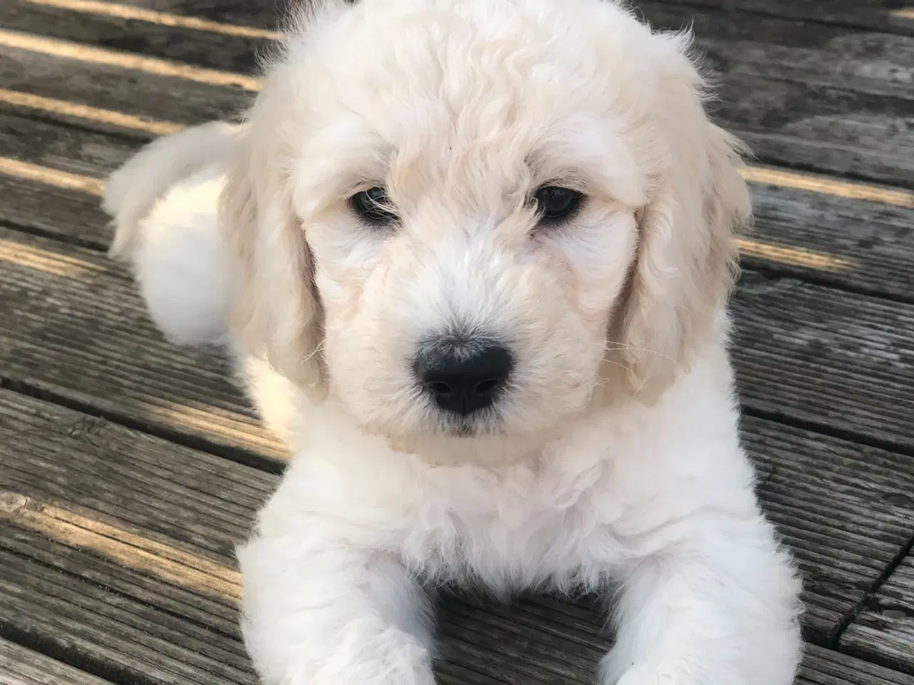 Billede 4 - Super flot Goldendoodle F1B Dreng