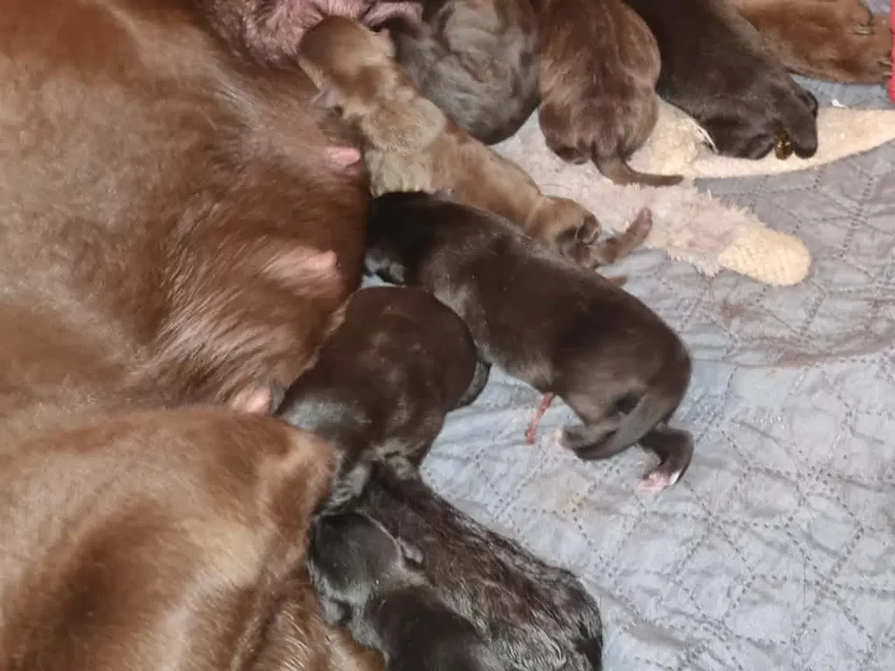 Billede 3 - Skønne LabCollie Hvalpe