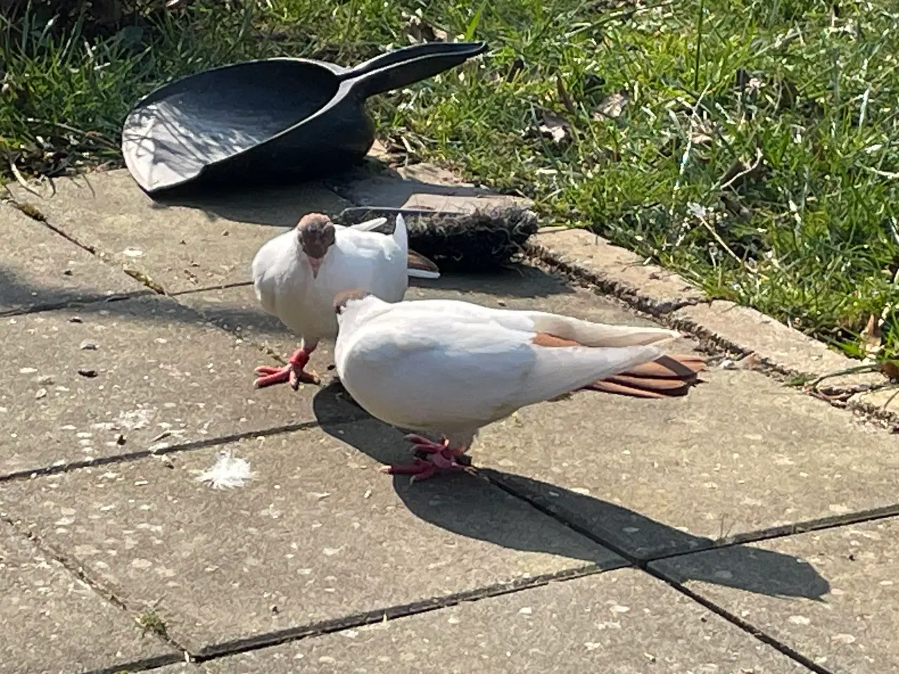 Billede 3 - Hamburger kalotter duer sælges. 