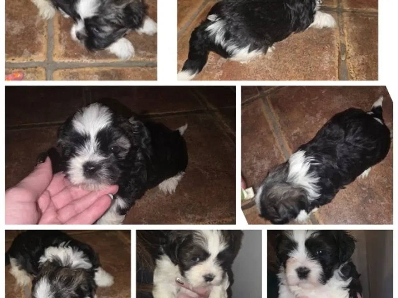 Billede 4 - Lhasa apso hvalpe