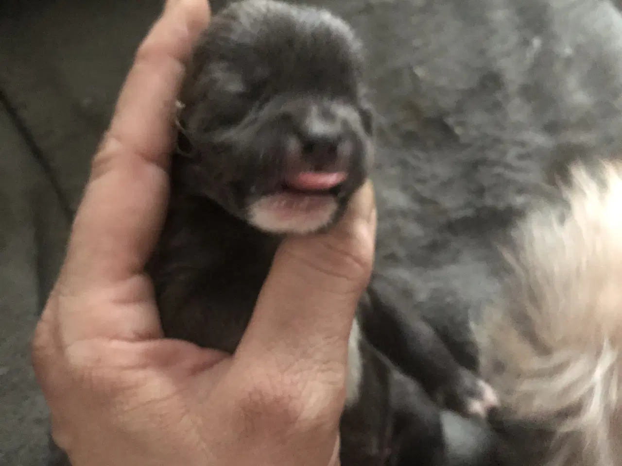 Billede 17 - Shih Tzu / Chihuahua blanding