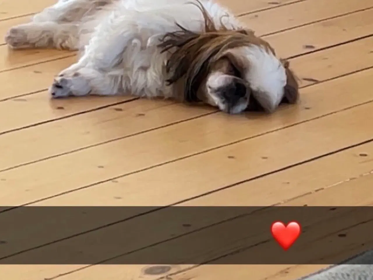 Billede 4 - Ægte Shih Tzu tæve