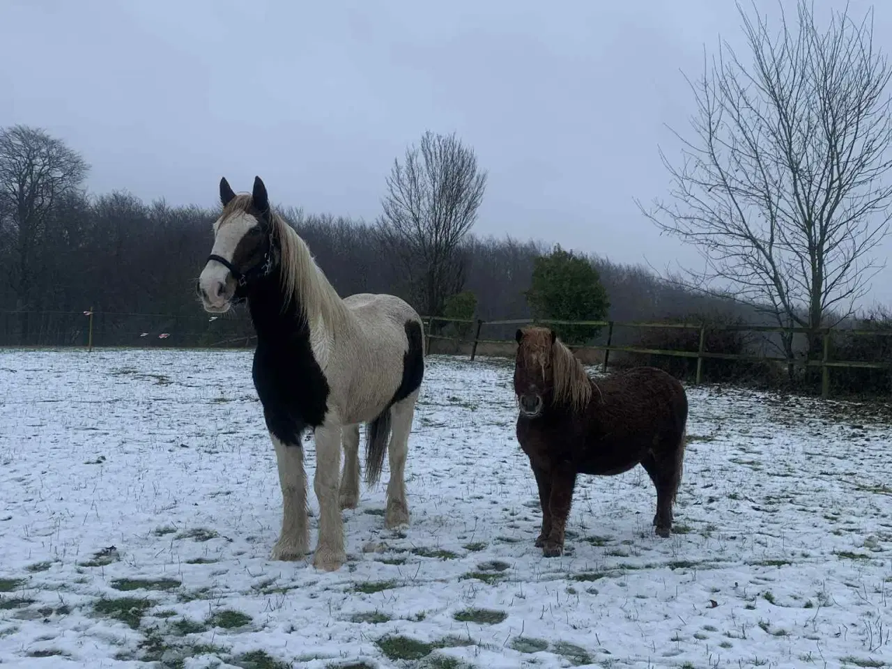 Billede 3 - Shetlænder hingst på 16 år