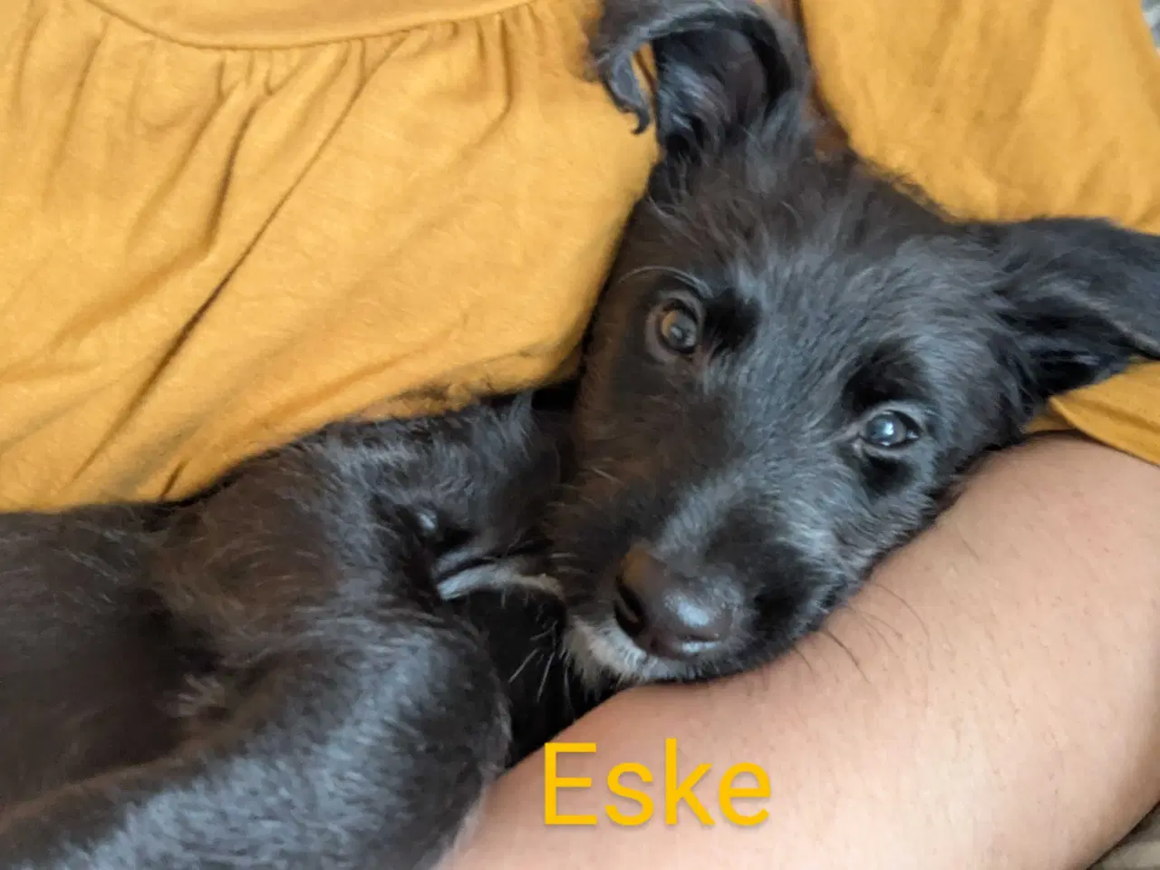 Billede 14 - Unikke Whipoodle