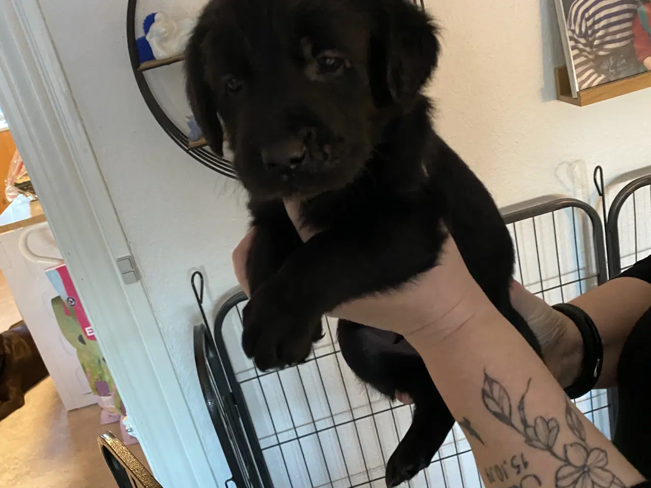 Billede 8 - 1 sort han hund som mangler sit eget hjem 