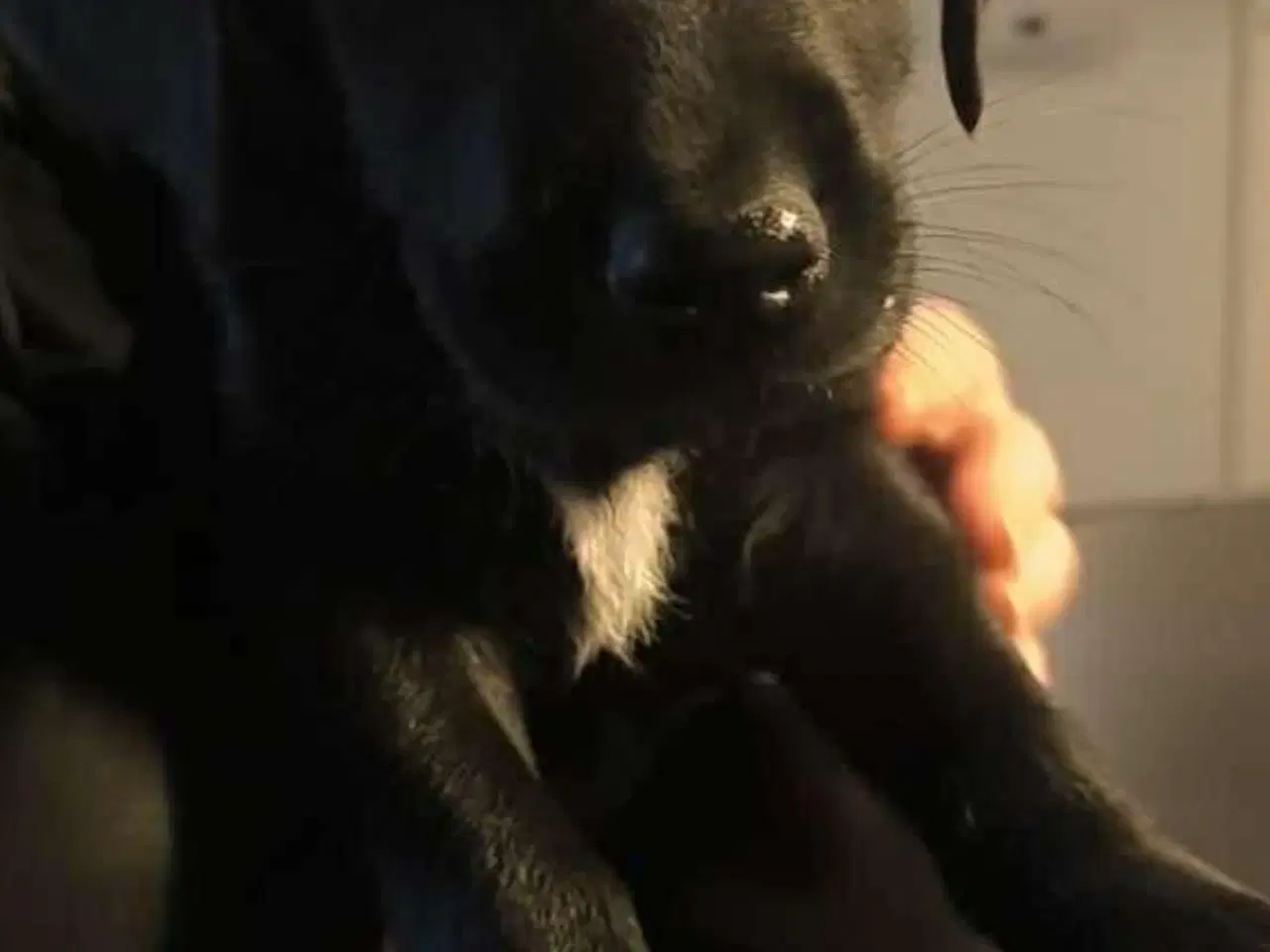 Billede 1 - Lækker familiehund