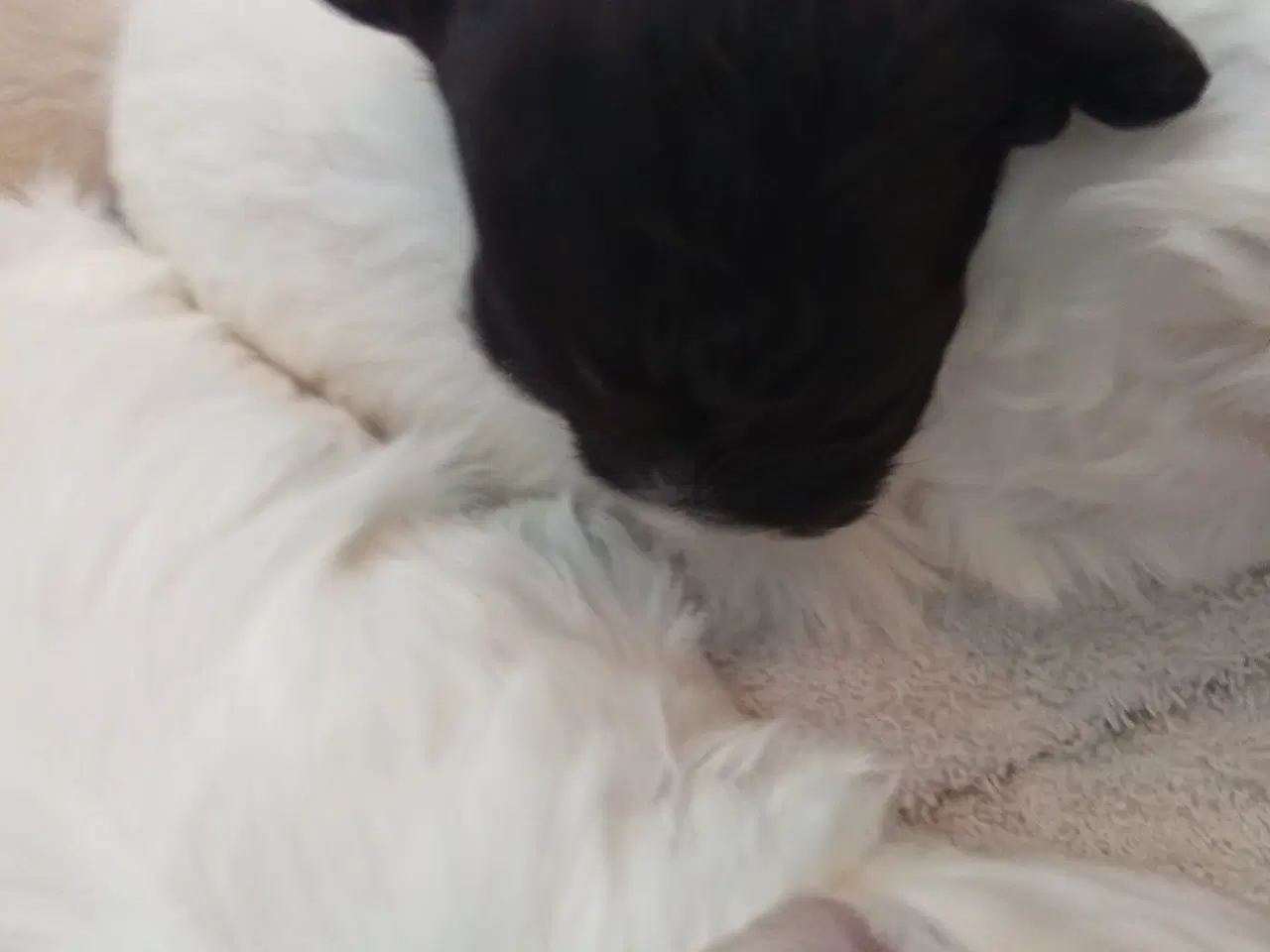 Billede 6 - bichon hvalpe soger nye hjem