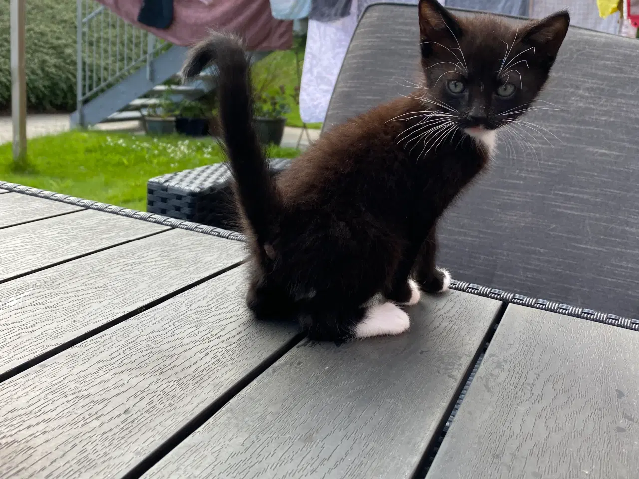 Billede 12 - katte killinger