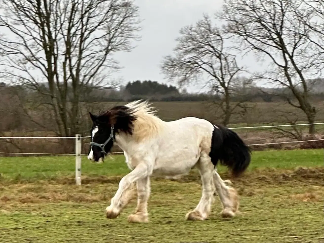 Billede 6 - Sød ung hingst byttes evt til anden hest/pony