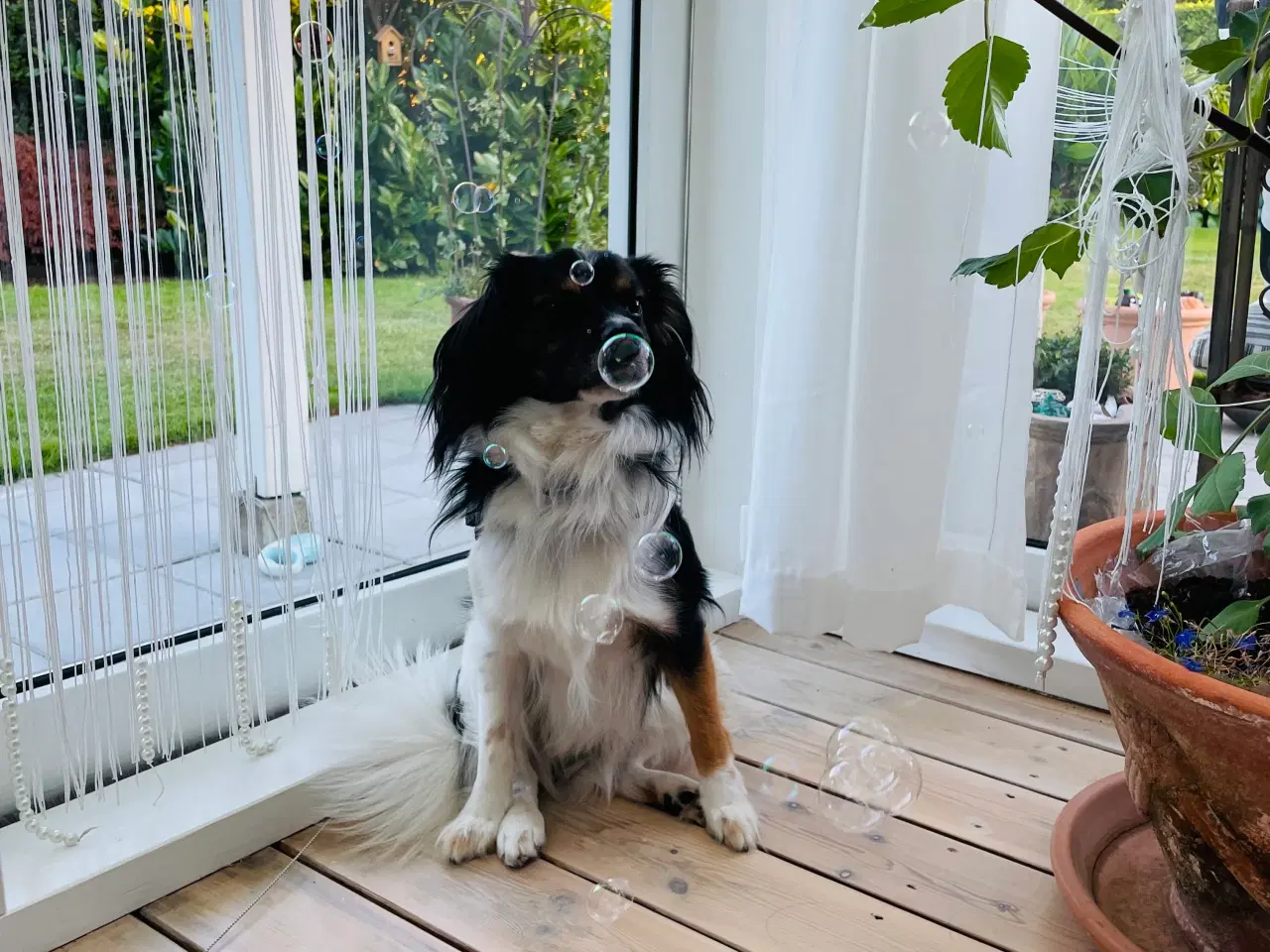 Billede 8 - Skøn hanhund tilbydes til avl 