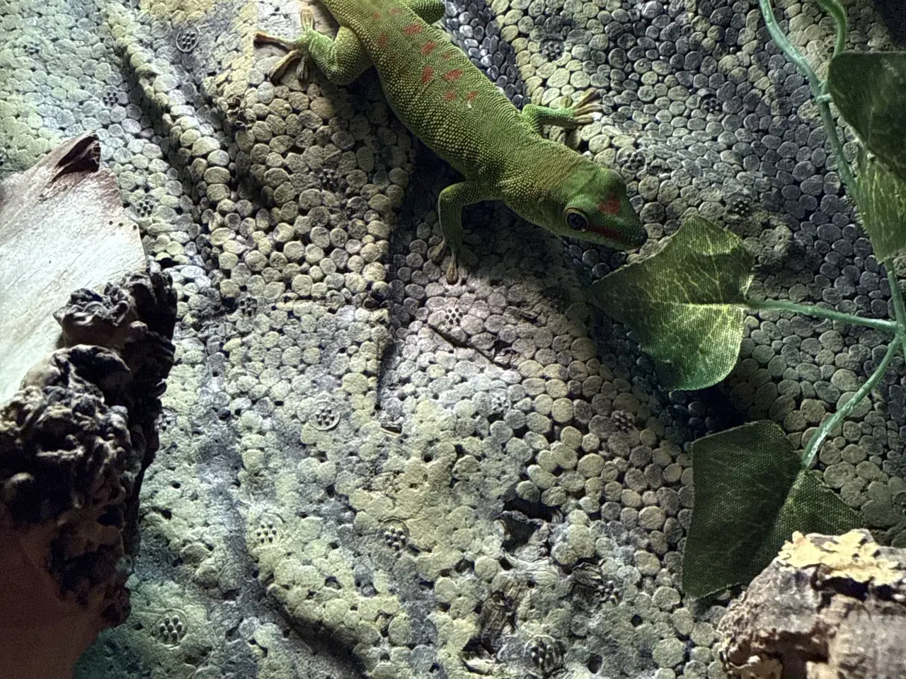 Billede 3 - daggekko