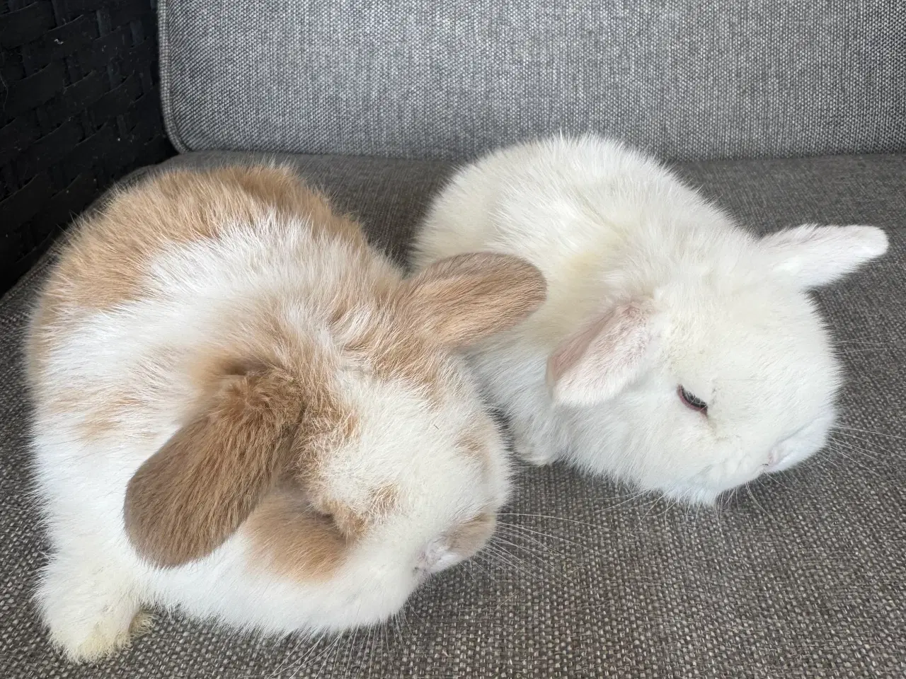 Billede 3 - Minilop unger